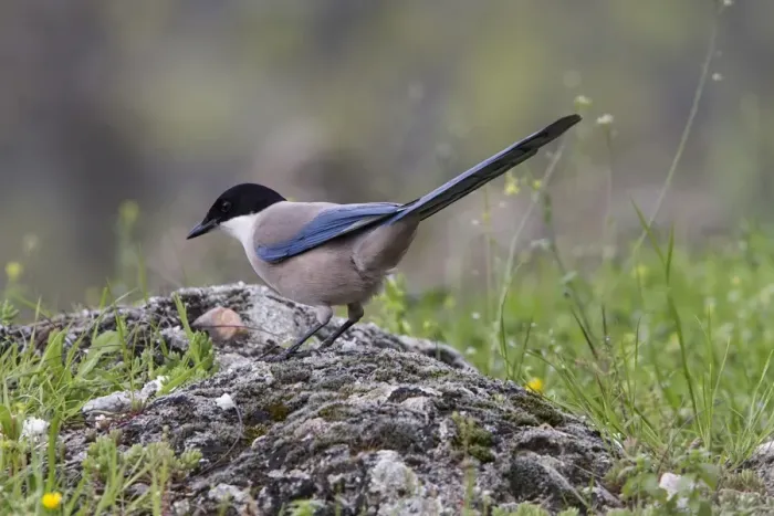 Framed Print : Azure winged Magpie - Monfrague, Extremadura, Spain Framed Print : Azure winged Magpie - Monfrague, Extremadura, Spain