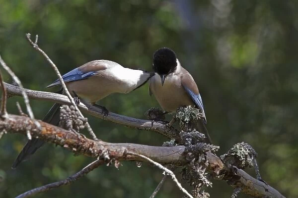 Azure winged Magpies courtship grooming - Extremadura, Spain