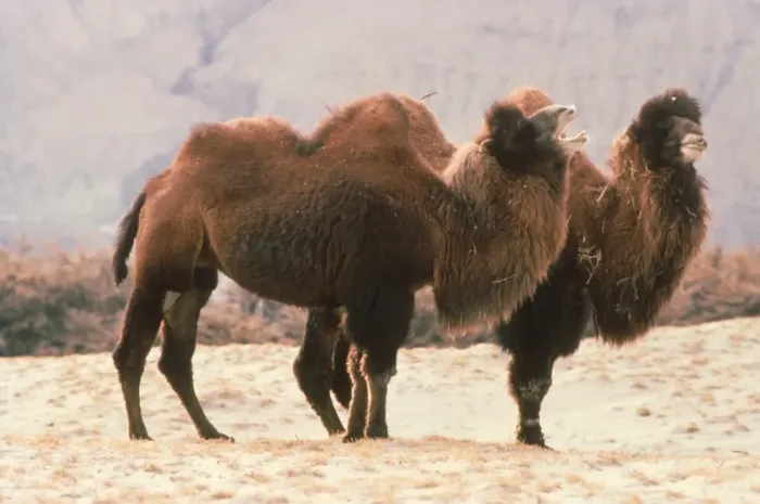 Framed Print : Bactrian Camel (Camelus bactrianus) two adults, winter coats, calling, Ladakh, Kashmir, India Framed Print : Bactrian Camel (Camelus bactrianus) two adults, winter coats, calling, Ladakh, Kashmir, India