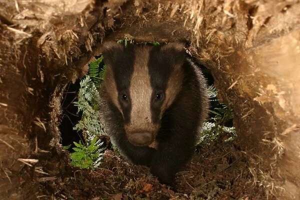 Badger approaching a hollow log in a woodland. meles meles