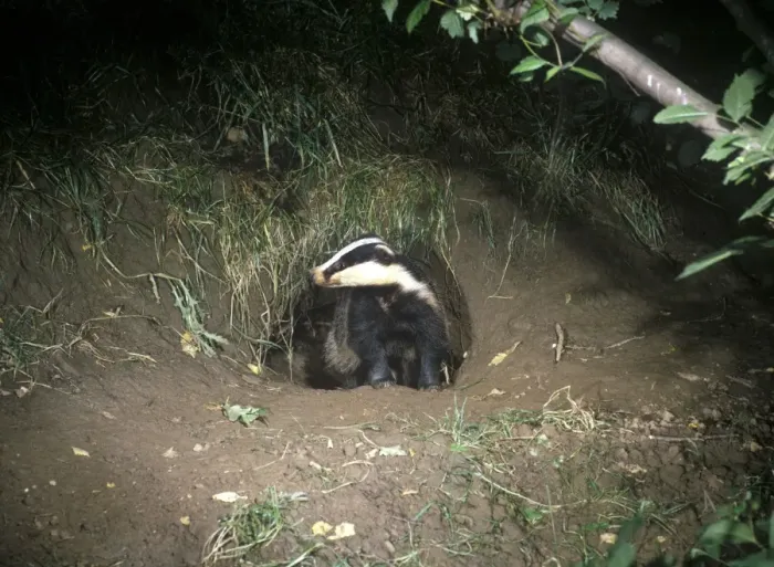 Framed Print : Badger (Meles meles) Just emerged from sett