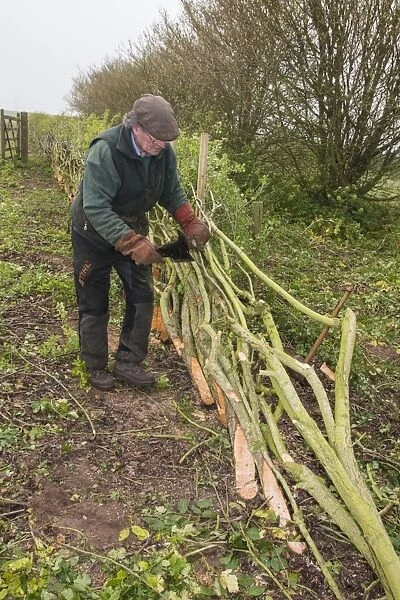Badger Walker laying a hedge in the traditional Derbyshire style using wooden stakes