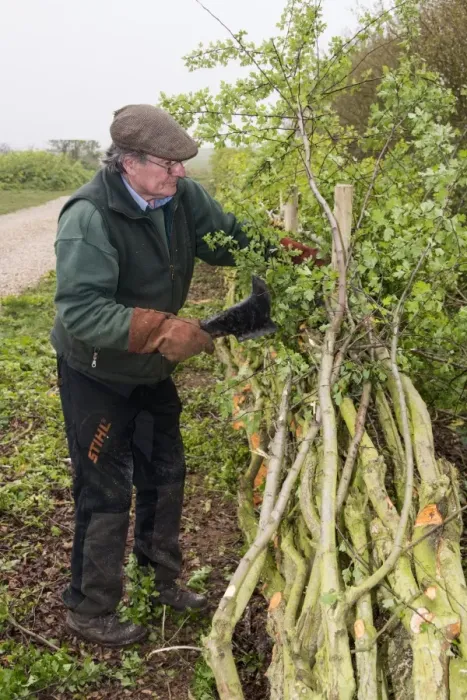 Framed Print : Badger Walker laying a hedge in the traditional Derbyshire style using wooden stakes Framed Print : Badger Walker laying a hedge in the traditional Derbyshire style using wooden stakes