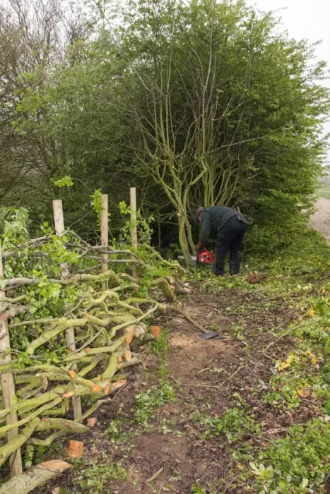 Framed Print : Badger Walker laying a hedge in the traditional Derbyshire style using wooden stakes Framed Print : Badger Walker laying a hedge in the traditional Derbyshire style using wooden stakes