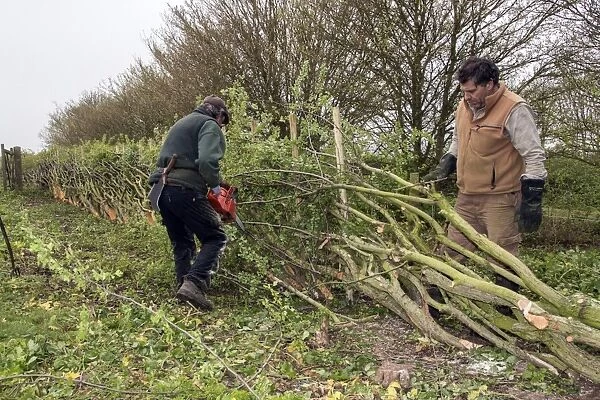 Badger Walker (on right) laying a hedge in the traditional Derbyshire style using wooden stakes
