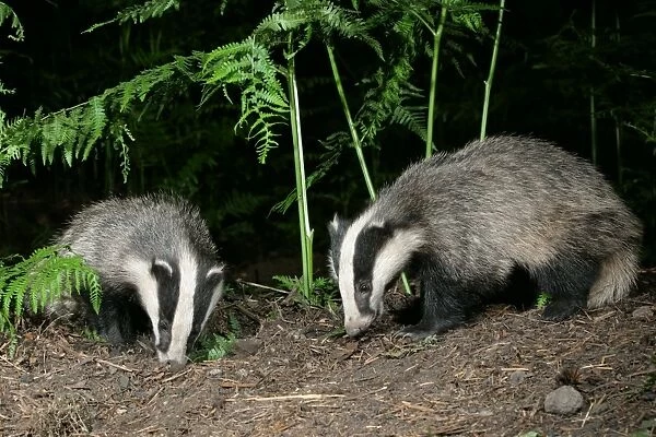 Badger in woodland, 2 facing each other, meles meles