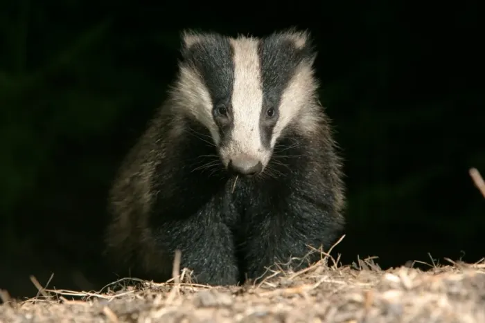 Framed Print : Badger in a woodland. approaching camera, front on, black b / g meles meles Framed Print : Badger in a woodland. approaching camera, front on, black b / g meles meles