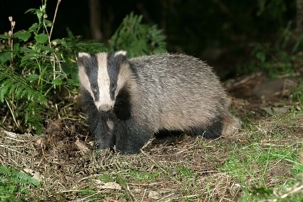 Badger in a woodland. side, full body shown meles meles