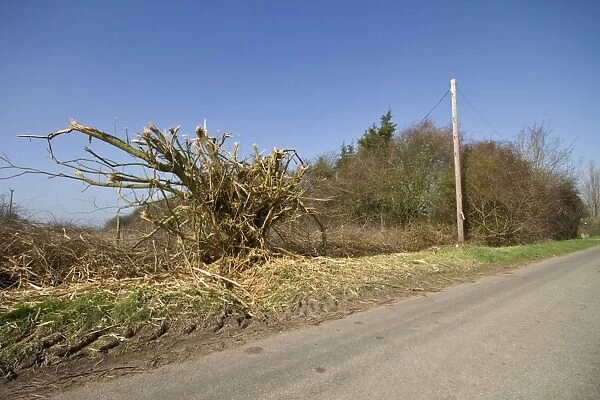 A very badly flailed hedge has done a lot of damage to this important roadside habitat