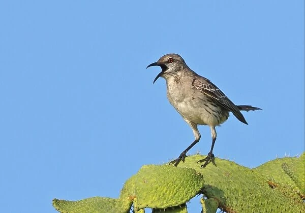 Bahama Mockingbird (Mimus gundlachii hillii) adult, singing, perched on cactus, Hellshire Hills, Jamaica, april