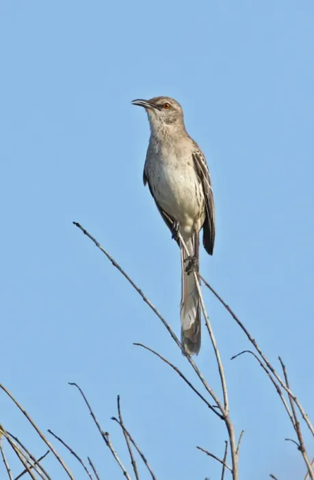 Framed Print : Bahama Mockingbird (Mimus gundlachii hillii) adult, perched on twig, Hellshire Hills, Jamaica, april Framed Print : Bahama Mockingbird (Mimus gundlachii hillii) adult, perched on twig, Hellshire Hills, Jamaica, april