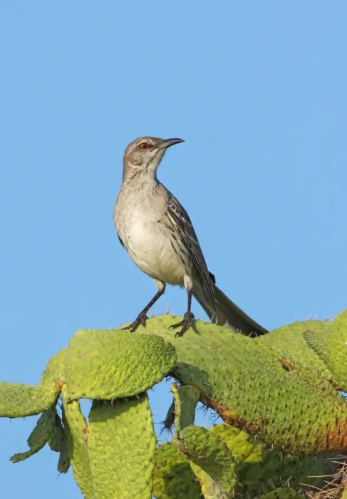 Framed Print : Bahama Mockingbird (Mimus gundlachii hillii) adult, perched on cactus, Hellshire Hills, Jamaica, april Framed Print : Bahama Mockingbird (Mimus gundlachii hillii) adult, perched on cactus, Hellshire Hills, Jamaica, april