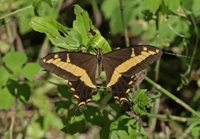 Framed Print : Bahaman Swallowtail (Papilio andraemon) adult, resting on leaves, Linstead, Jamaica, December
