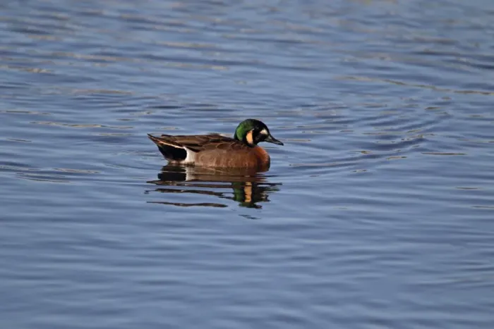 Framed Print : Baikal Teal (Anas formosa) x Blue-winged Teal (Anas discors) hybrid, escape from private collection, adult male Framed Print : Baikal Teal (Anas formosa) x Blue-winged Teal (Anas discors) hybrid, escape from private collection, adult male