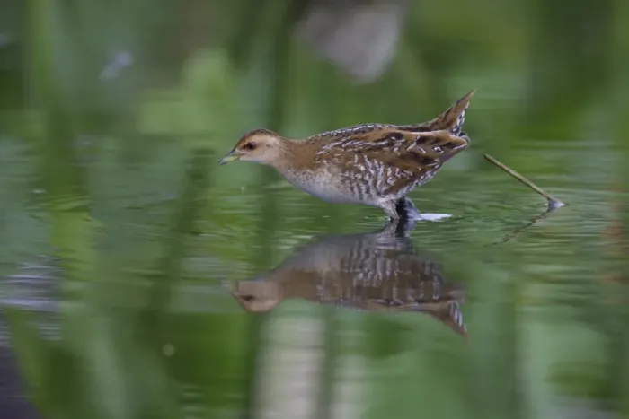 Framed Print : Baillons Crake (Porzana pusilla) immature, walking in shallow water, Long Valley, New Territories, Hong Kong, China