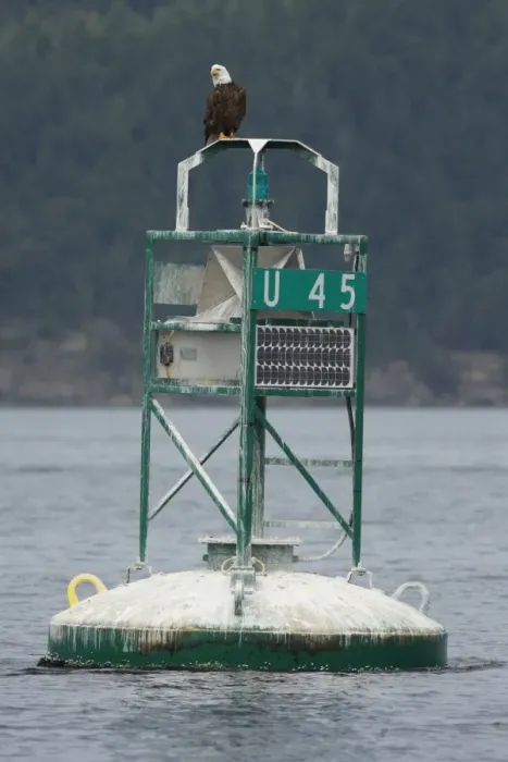 Framed Print : Bald Eagle (Haliaeetus leucocephalus) adult, perched on navigational marker, Strait of Georgia, Gulf Islands Framed Print : Bald Eagle (Haliaeetus leucocephalus) adult, perched on navigational marker, Strait of Georgia, Gulf Islands