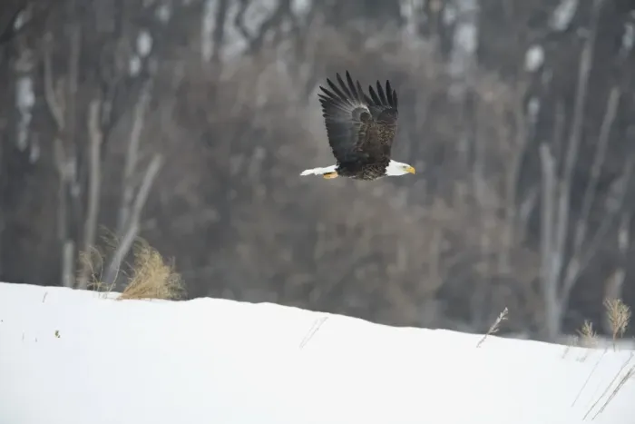 Framed Print : Bald Eagle (Haliaeetus leucocephalus) adult, in flight over snow, North Dakota, U. S. A. march Framed Print : Bald Eagle (Haliaeetus leucocephalus) adult, in flight over snow, North Dakota, U. S. A. march