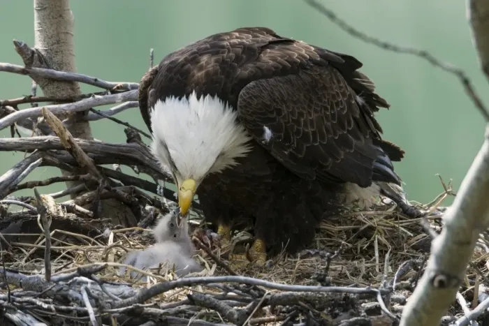 Framed Print : Bald Eagle (Haliaeetus leucocephalus) adult with chick, feeding at nest in tree, Yukon River, Yukon, Canada, May Framed Print : Bald Eagle (Haliaeetus leucocephalus) adult with chick, feeding at nest in tree, Yukon River, Yukon, Canada, May