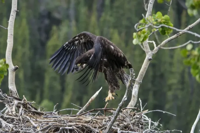 Framed Print : Bald Eagle (Haliaeetus leucocephalus) chick, exercising wings and practising flight at nest in tree, Yukon River Framed Print : Bald Eagle (Haliaeetus leucocephalus) chick, exercising wings and practising flight at nest in tree, Yukon River