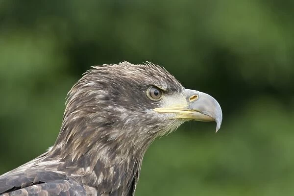 Bald Eagle (Haliaeetus leucocephalus) juvenile, close-up of head, June (captive)
