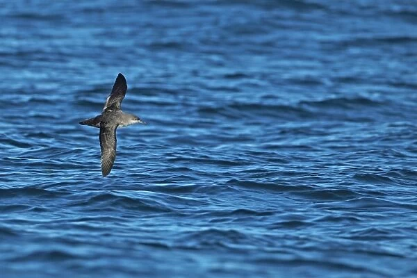 Balearic Shearwater (Puffinus mauretanicus) adult, in flight over sea, Algarve, Portugal, october