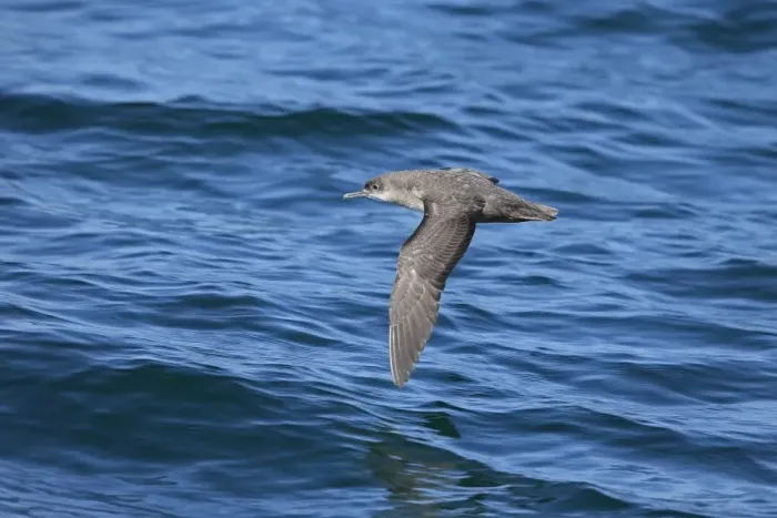 Framed Print : Balearic Shearwater (Puffinus mauretanicus) adult, in flight over sea, Morocco, November Framed Print : Balearic Shearwater (Puffinus mauretanicus) adult, in flight over sea, Morocco, November