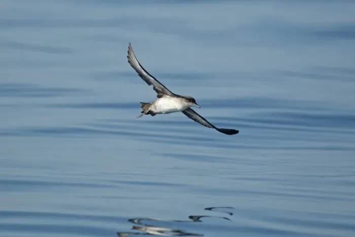 Framed Print : Balearic Shearwater (Puffinus mauretanicus) adult, in flight over sea, Algarve, Portugal, october Framed Print : Balearic Shearwater (Puffinus mauretanicus) adult, in flight over sea, Algarve, Portugal, october