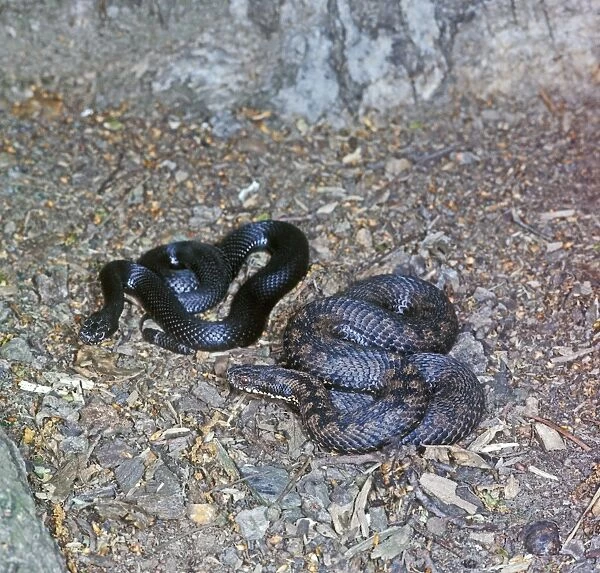 Balkan Adder - left snake is a melanic variety