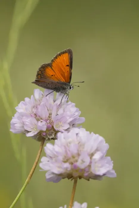 Framed Print : Balkan Copper (Lycaena candens) adult male, resting on flower, Bulgaria, July