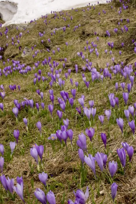 Framed Print : Balkan Crocus (Crocus veluchensis) flowering mass, growing on mountain snowline, Pirin Mountains, Central Bulgaria, may Framed Print : Balkan Crocus (Crocus veluchensis) flowering mass, growing on mountain snowline, Pirin Mountains, Central Bulgaria, may