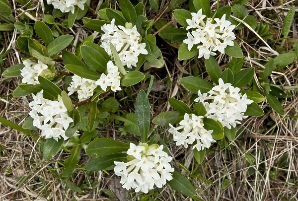 Balkan Daphne (Daphne blagayana) flowering, Pindos Mountains, Northern Greece, May