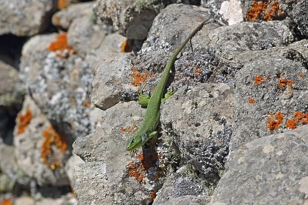 Balkan Green Lizard (Lacerta trilineata) adult, basking on rocks, Lesvos, Greece, april