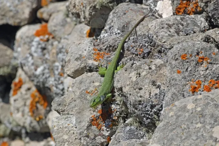 Framed Print : Balkan Green Lizard (Lacerta trilineata) adult, basking on rocks, Lesvos, Greece, april Framed Print : Balkan Green Lizard (Lacerta trilineata) adult, basking on rocks, Lesvos, Greece, april