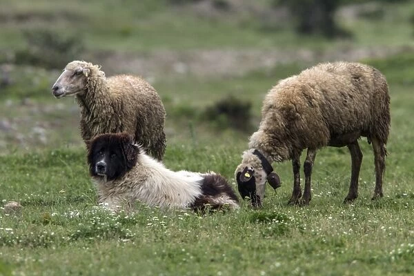 A Balkan Karakachan sheep dog watch over sheep - Bulgaria