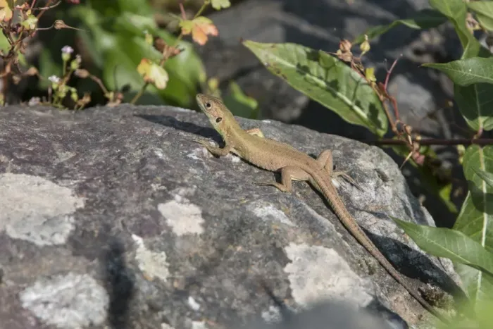 Framed Print : Balken Green Lizard