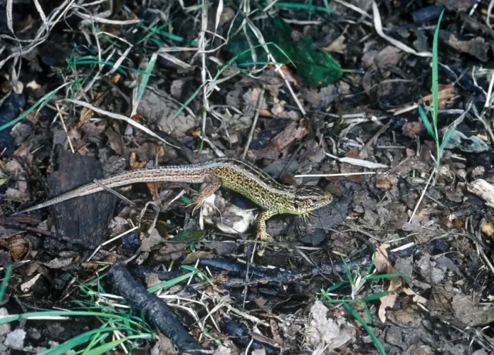 Framed Print : Balken sand Lizard Male Framed Print : Balken sand Lizard Male
