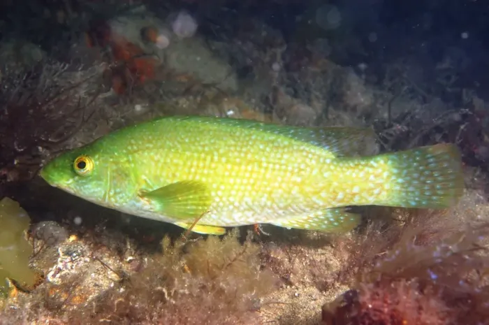 Framed Print : Ballan Wrasse (Labrus bergylta) adult, swimming, Swanage Pier, Swanage Bay, Isle of Purbeck, Dorset, England, july Framed Print : Ballan Wrasse (Labrus bergylta) adult, swimming, Swanage Pier, Swanage Bay, Isle of Purbeck, Dorset, England, july