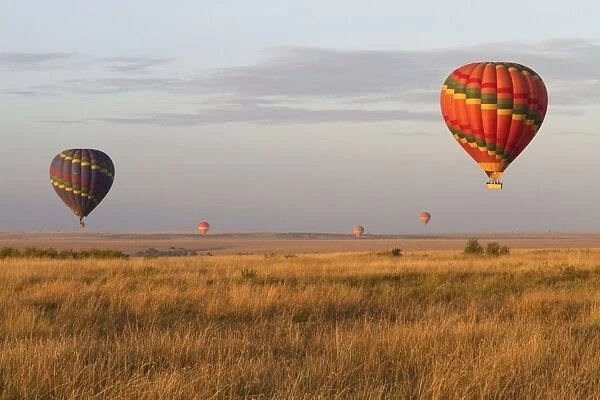 Ballooning, hot-air balloons over savannah habitat, Masai Mara, Kenya, August