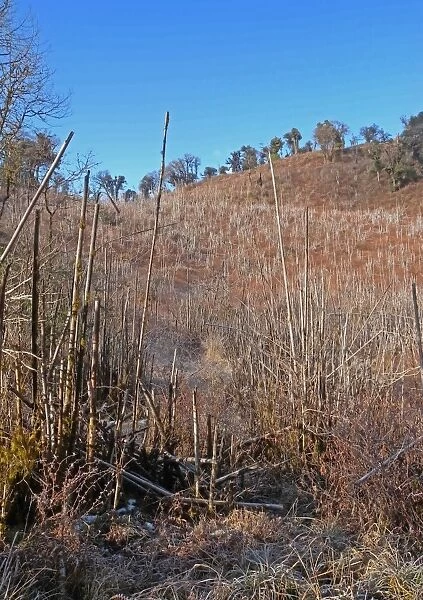 Bamboo (Bambuseae sp. ) large tract dead after post-flowering die-back, Eaglenest Wildlife Sanctuary, Arunachal Pradesh