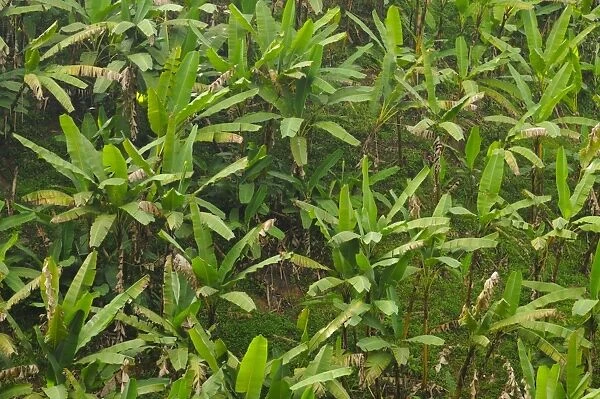 Banana (Musa sp. ) crop, growing on hillside at edge of Nyungwe Forest N. P. Rwanda, march