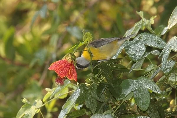 Bananaquit (Coereba flaveola) adult, feeding, thieving nectar from flower, Puerto Iguazu, Misiones, Argentina, april