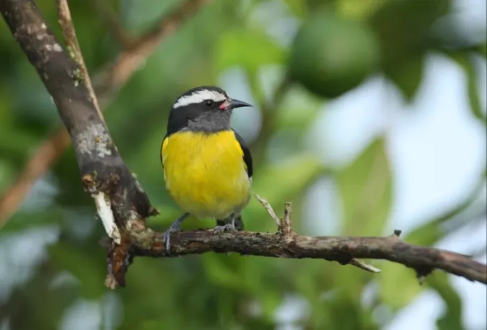 Framed Print : Bananaquit (Coereba flaveola flaveola) adult, perched on branch, Linstead, Jamaica, april Framed Print : Bananaquit (Coereba flaveola flaveola) adult, perched on branch, Linstead, Jamaica, april