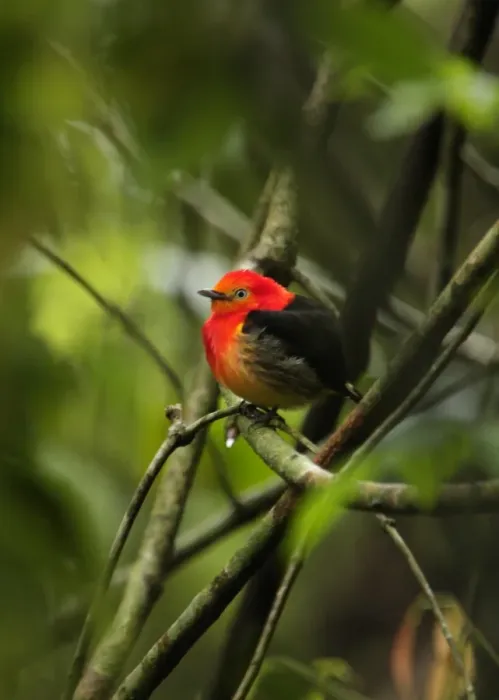 Framed Print : Band-tailed Manakin (Pipra fasciicauda) adult male, perched on twig, Puerto Bemberg, Misiones, Argentina, september Framed Print : Band-tailed Manakin (Pipra fasciicauda) adult male, perched on twig, Puerto Bemberg, Misiones, Argentina, september