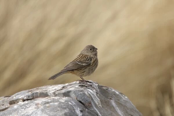 Band-tailed Seedeater (Catamenia analis analis) adult female, standing on rock, Santa Victoria, Jujuy, Argentina