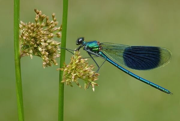 Banded Demoiselle (Calopteryx splendens) adult male, resting on Soft Rush (Juncus effusus) stem, Leicestershire
