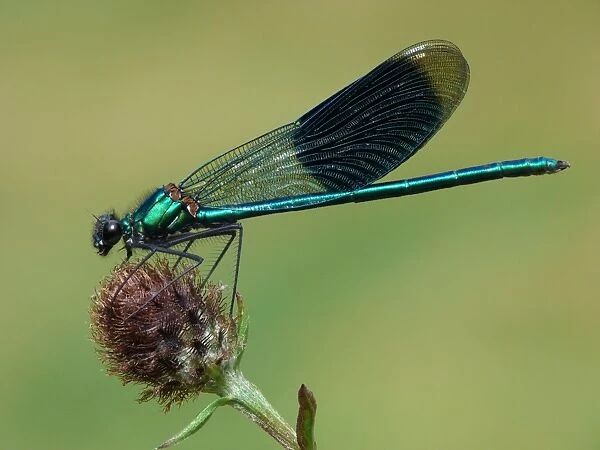 Banded Demoiselle (Calopteryx splendens) adult male, resting on knapweed, Leicestershire, England, august