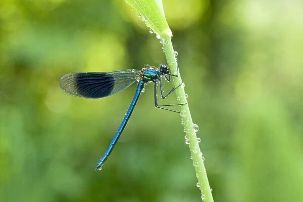 Banded Demoiselle (Calopteryx splendens) adult male, clinging to reed stem after rain, England, may