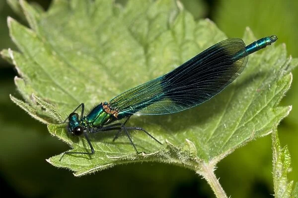 Banded Demoiselle (Calopteryx splendens) adult male, resting on nettle leaf, Priory Water Nature Reserve, Leicestershire, England, june