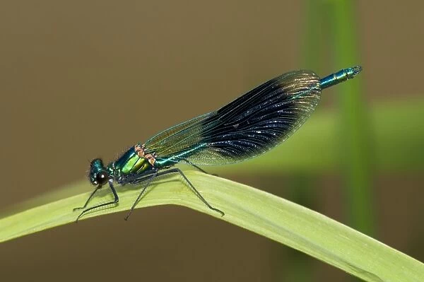 Banded Demoiselle (Calopteryx splendens) adult male, resting on leaf, Priory Water Nature Reserve, Leicestershire, England, june