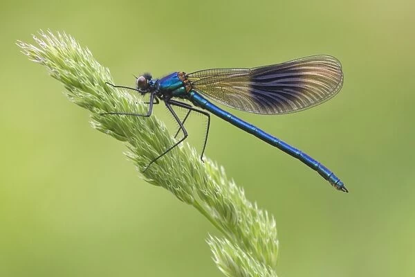 Banded Demoiselle (Calopteryx splendens) adult male, resting on grass flowerhead, Leicestershire, England, May
